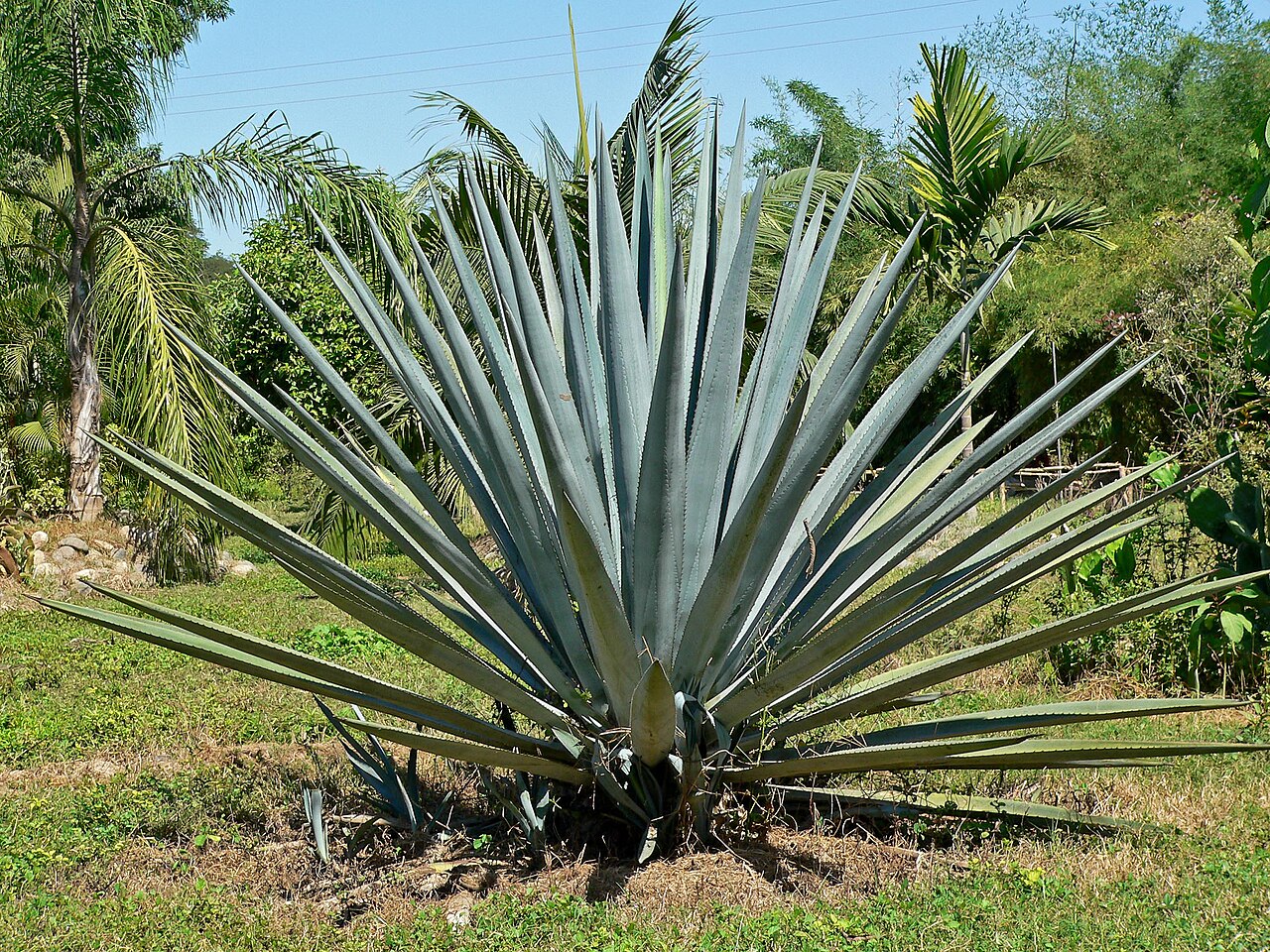 Unveiling Agave: The Spiny-Leaved Desert Plant of Tequila
